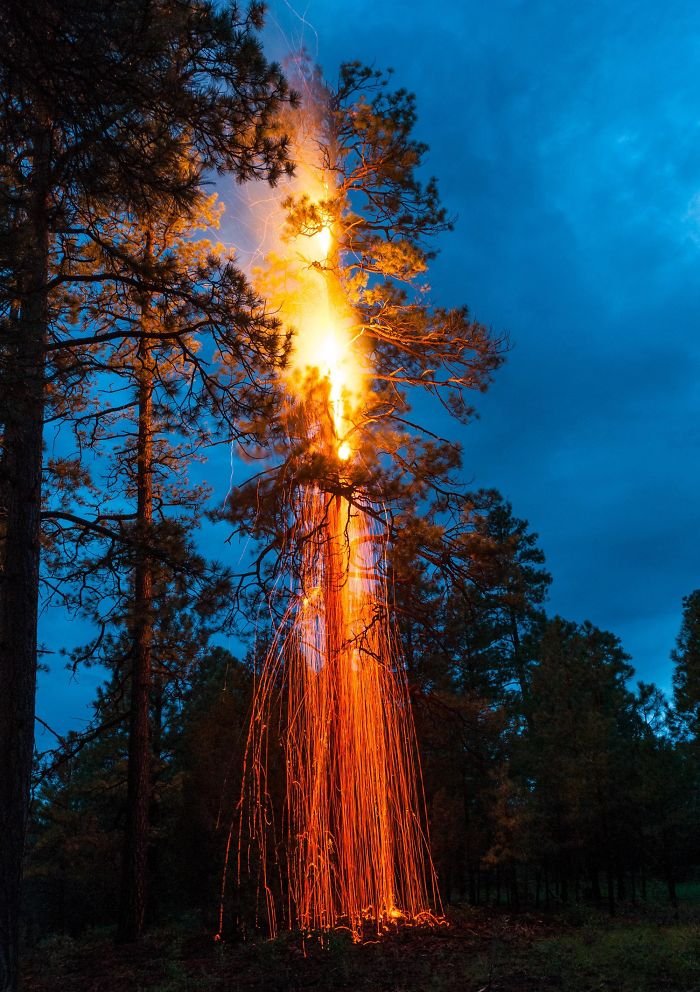 I Went For A Walk In The Forest And Came Upon This Ponderosa Pine Tree That Had Been Struck By Lightning