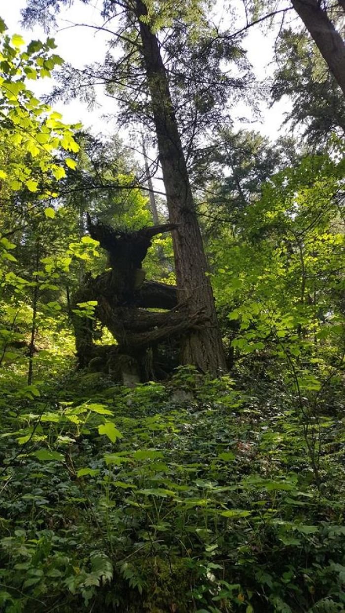 This Tree I Found Hiking Looks Like A Forest Monster Watching Over You