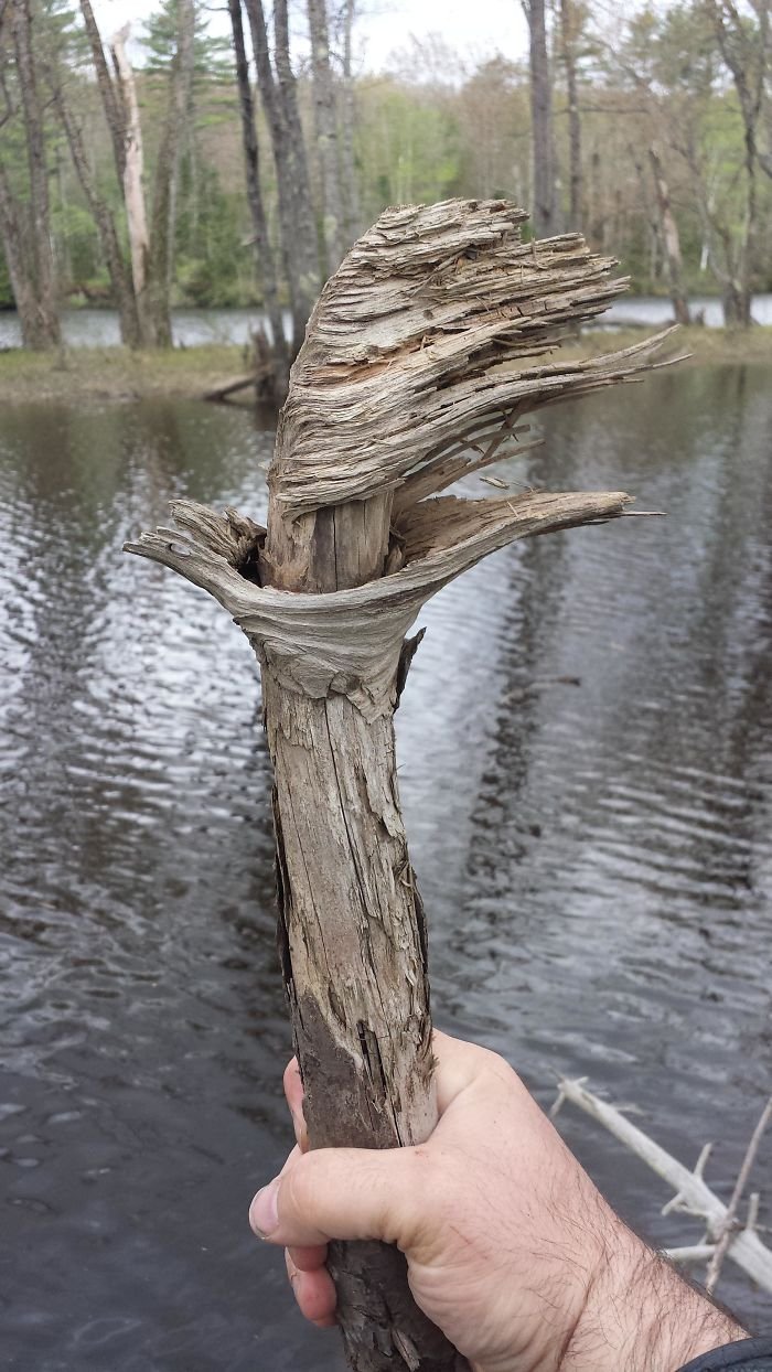 This Stick I Found Looks Like A Burning Torch, Flame Included!