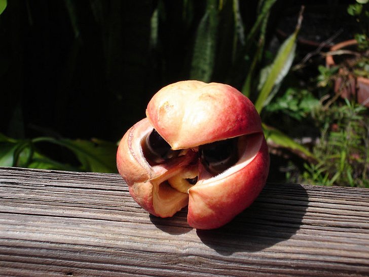 15 Frutas que no parecen hechas por la madre naturaleza