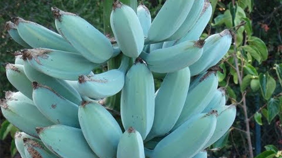 Resultado de imagen de Banana âBlue Java