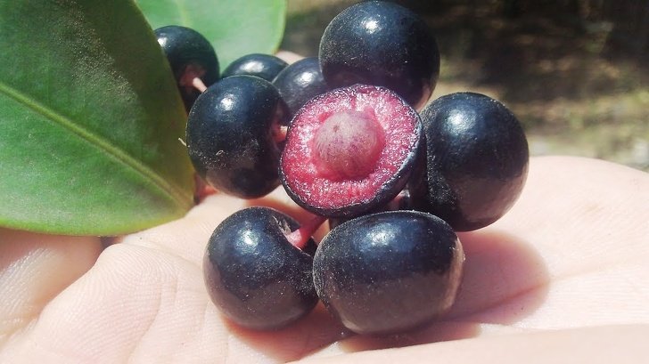 16 Raras y exóticas frutas que verás por primera vez (nos gustaría probar el pacay)