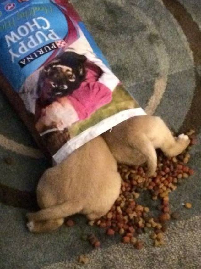 Two puppies in a dog food bag