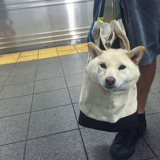 Dog in a tote bag, being toted