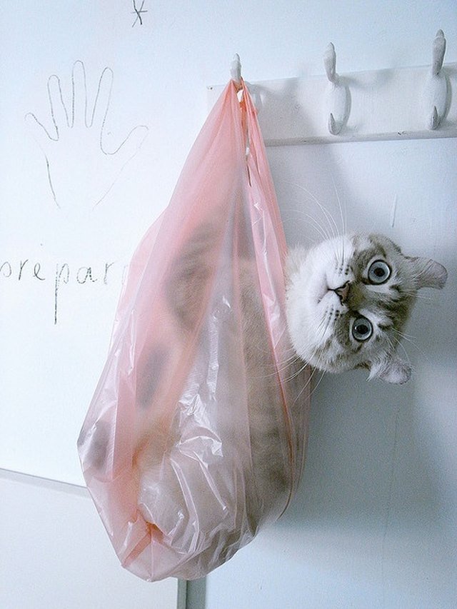 Cat hanging in a plastic bag