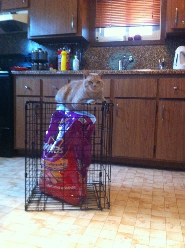 Cat sitting on crate, which contains a bag of the cat