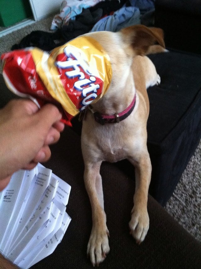 Dog with his head in a Fritos bag