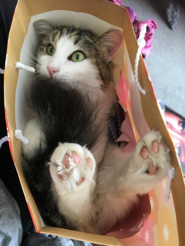 Cat in a gift bag