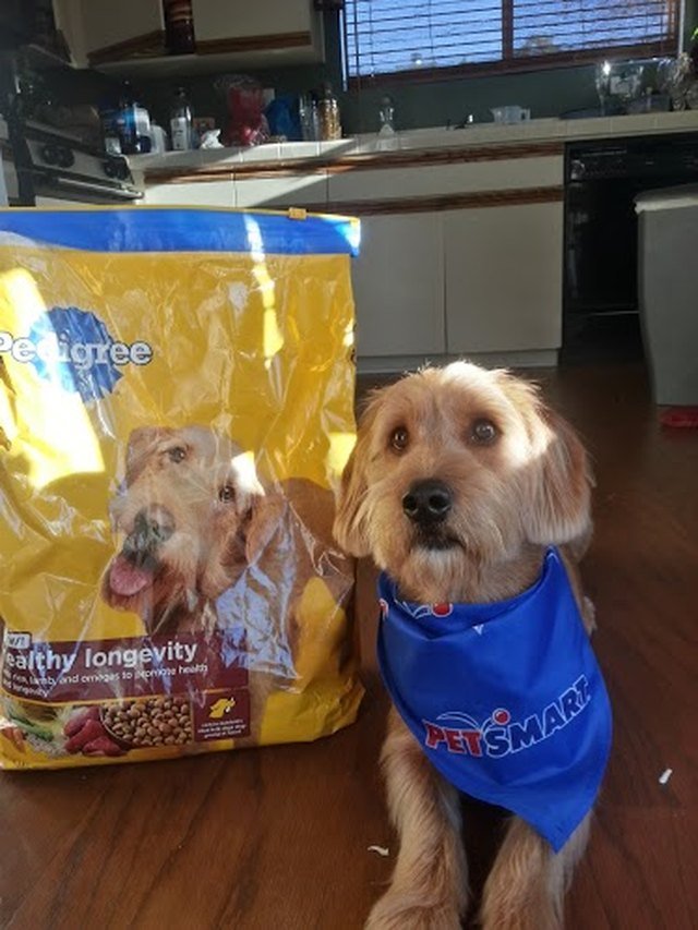Dog sitting by a bag of dog food featuring a dog of the same breed