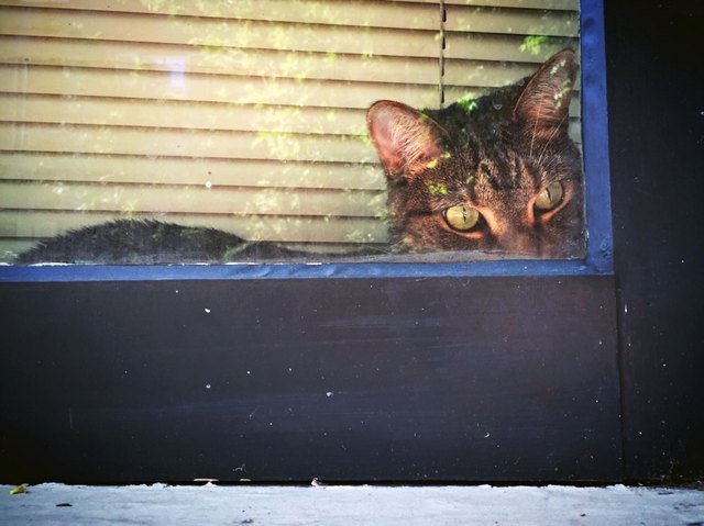 Cat looking sneakily out a window.