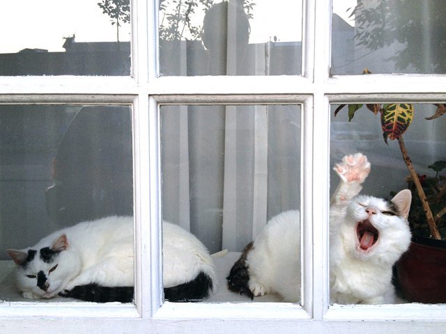 Cat in a window pressing its paw to the glass.