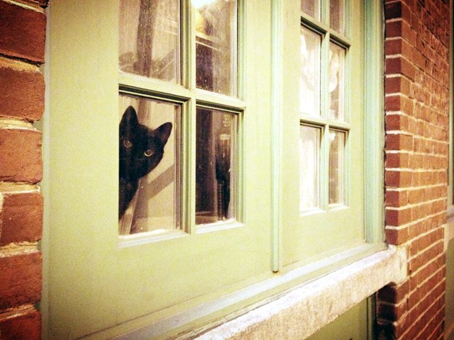 Cat looking through dirty window.