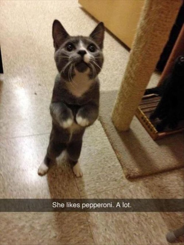 Cat begging for pepperoni