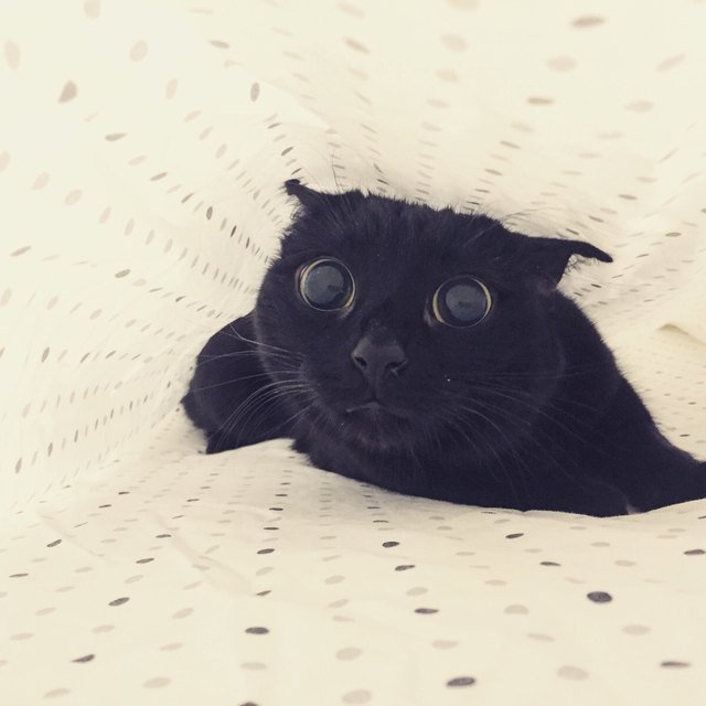 Cat underneath sheets