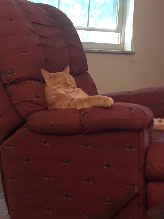 Cat sleeping sitting up in chair like a people