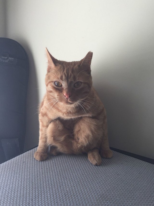 Cat sitting strangely