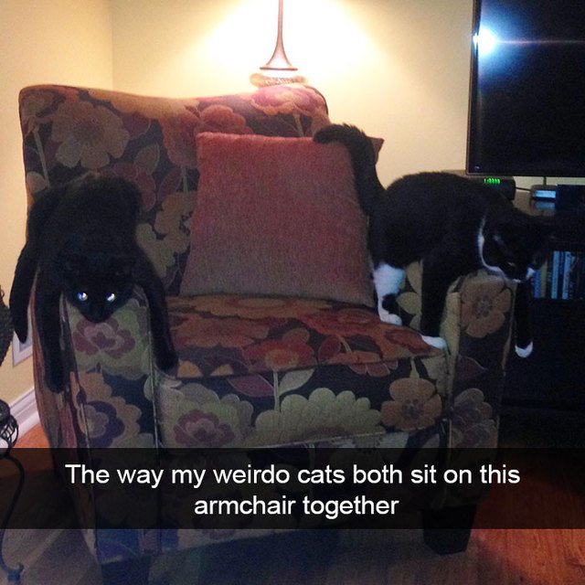 Two cats laying on chair