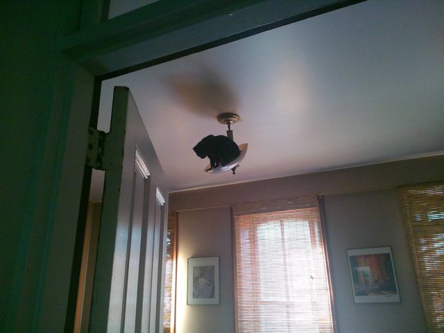 Cat climbed to the light fixture and now he