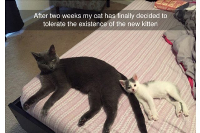 Kitten cuddling with annoyed adulcat