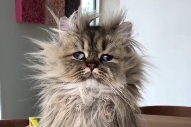 fluffy cat looking disoriented