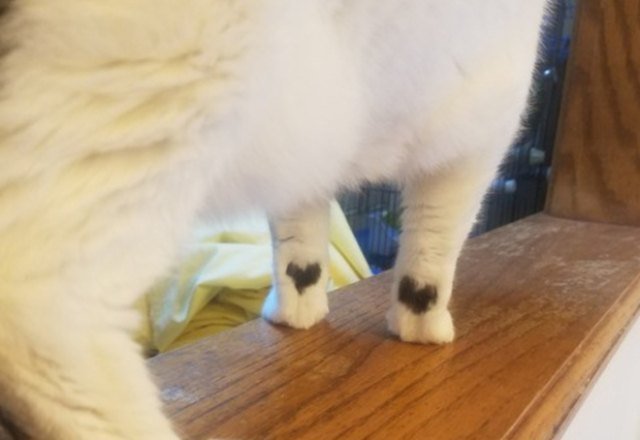 white cat with black hearts on feet