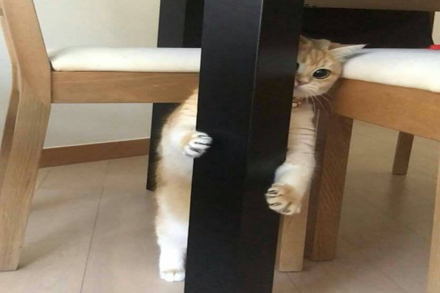 Cat hiding behind table leg