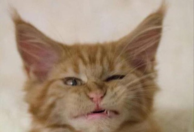 cat squinting