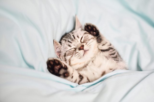 cute kitten sleeping on its back in bed