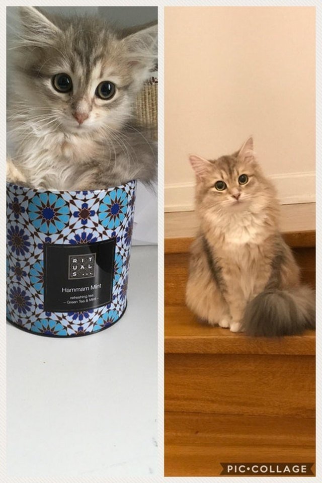 Side by side photos of cat as a kitten sitting in a mug and as an adult.