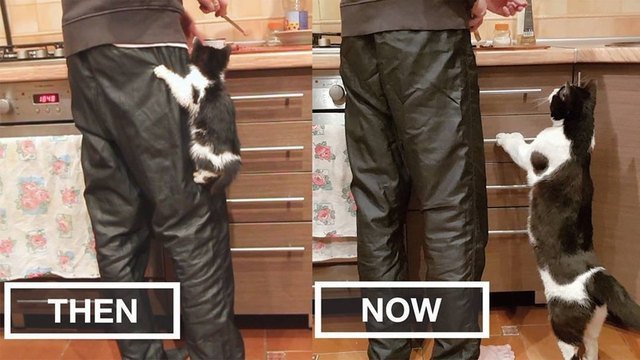 Side by side photos of kitten in a kitchen and as an adult.