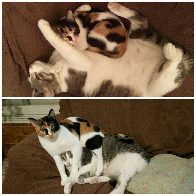 Side by side photos of a cat cuddling with a kitten, and with the same cat as an adult.
