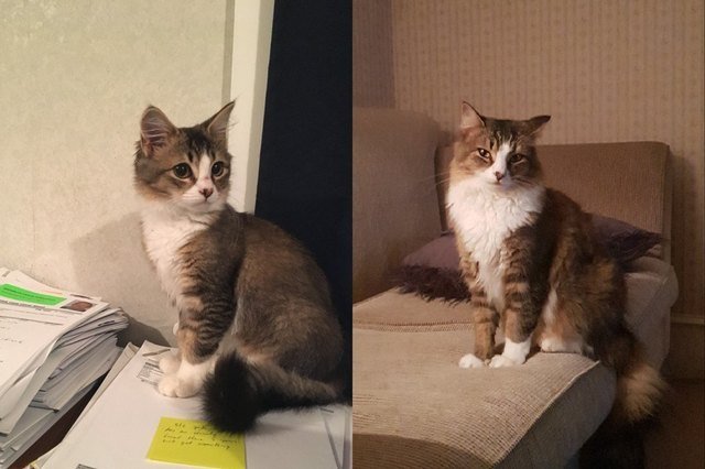 Side by side photos of cat as a kitten and as an adult.