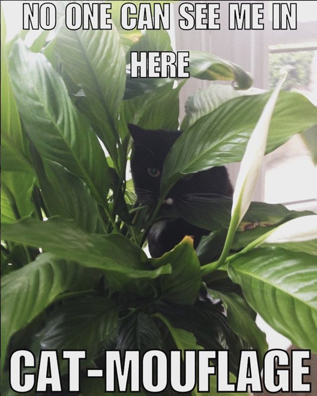 Cat hiding in plants
