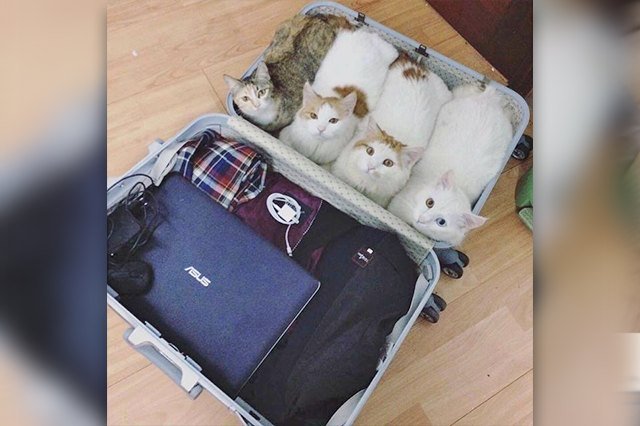 four cat loaves in a suit case