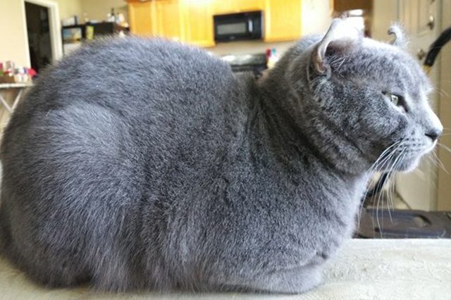 gray cat loaf