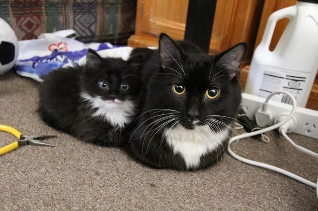 cat loaf with matching kitten loaf