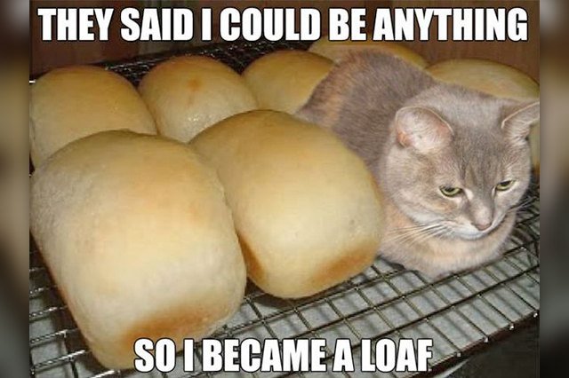 cat sitting next to loaves of bread