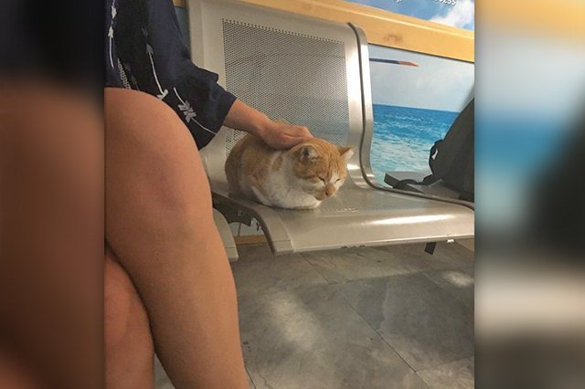 cat loaf at the airport