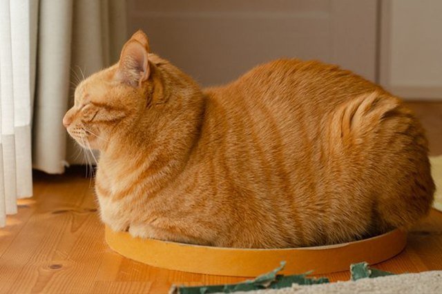 cat loaf sitting in a pie tin