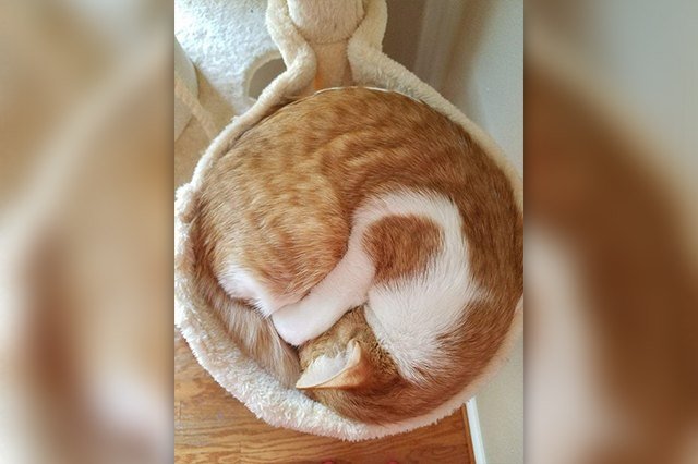 cinnamon roll cat loaf