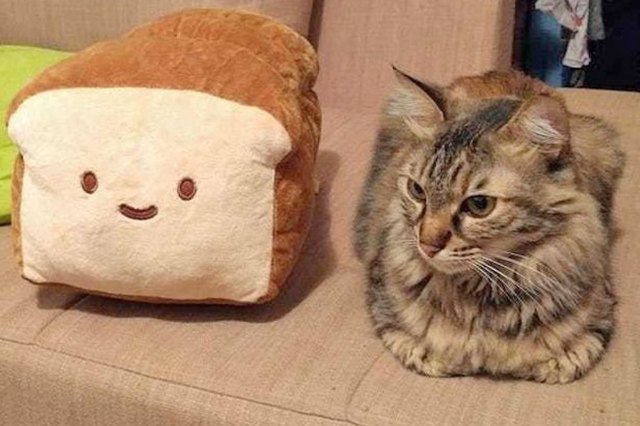 cat loaf sitting next to a toy loaf