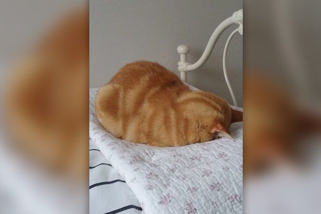 cat loaf with its head down