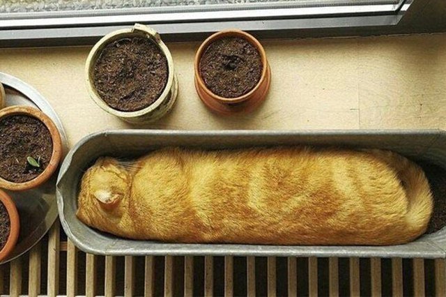 baguette cat loaf