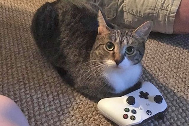 cat loaf next to game controller