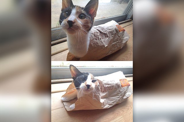 cat loaf wrapped in paper