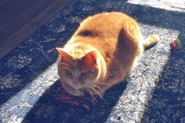cat loaf sitting in a sunbeam