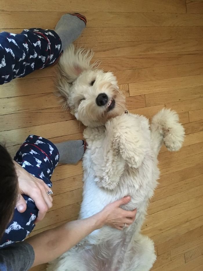 My Goldendoodle Smiling At Me
