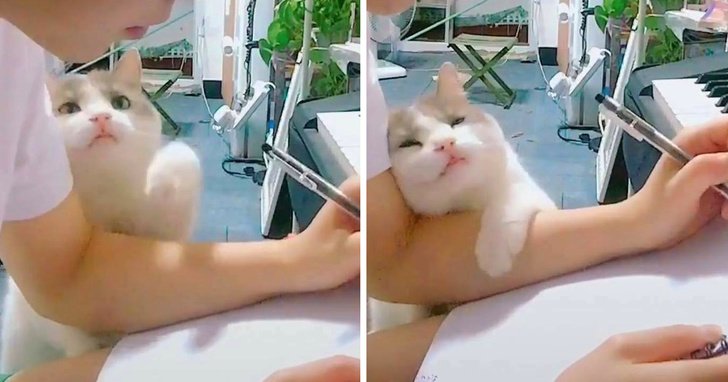 20 Unforgettable Times Pets Had Fun With Their Hoomans