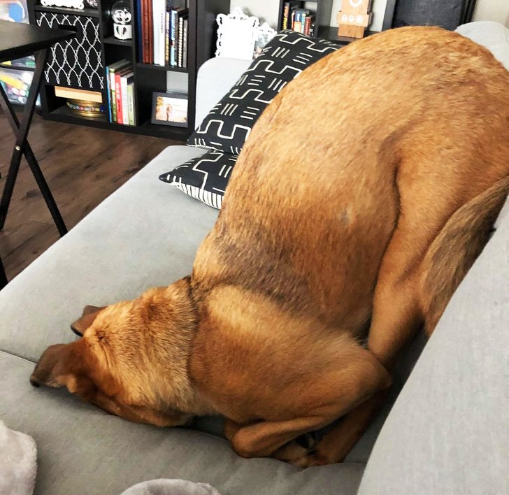 25 Dogs Who Were Caught at the Most Unexpected Moment