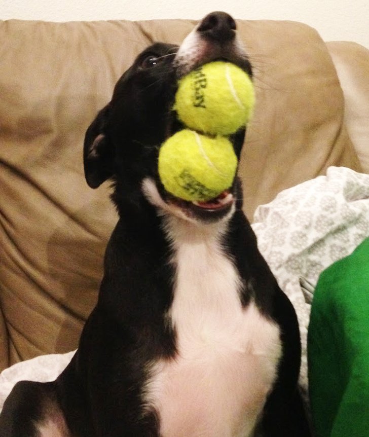 25 Dogs Who Were Caught at the Most Unexpected Moment